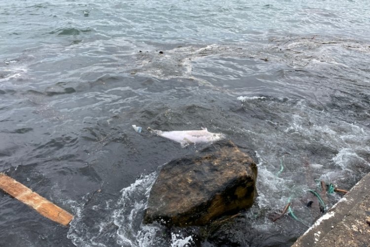 Sinop'ta bir yunus &ouml;l&uuml; olarak sahile vurdu