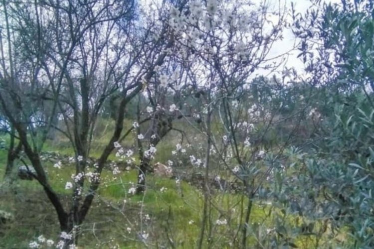 Antalya'da erik ağa&ccedil;ları &ccedil;i&ccedil;ek a&ccedil;tı