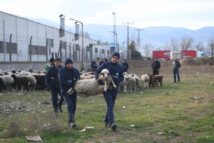 Bursa Osmangazi'de ekili arazilere zarar veren koyunlara m&uuml;dahale
