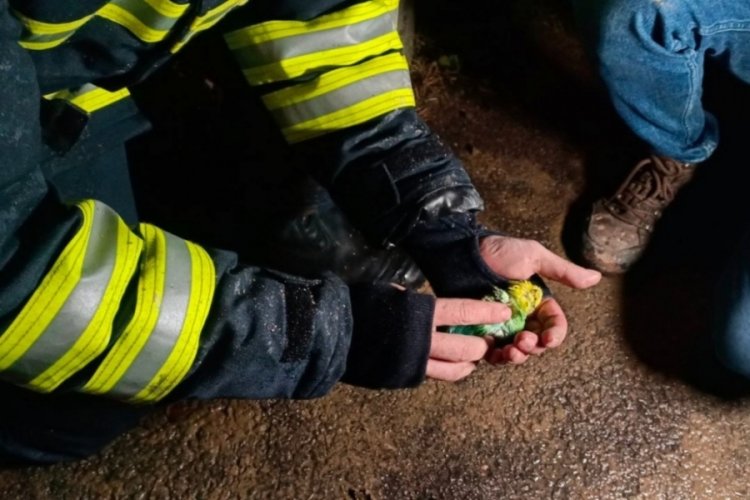 Kocaeli itfaiyesinden muhabbet kuşuna kalp masajı