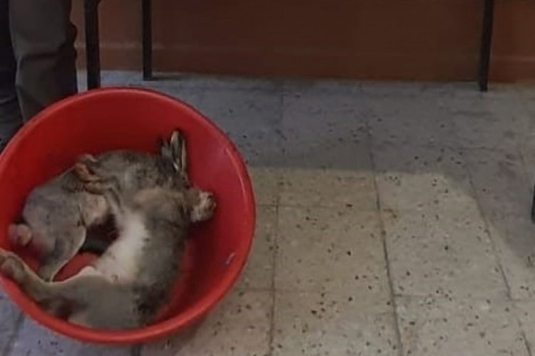Sivas'ta gece avcılarına ceza