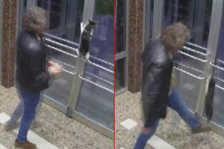 İstanbul'daki kedi d&uuml;şmanı g&ouml;zaltına alındı