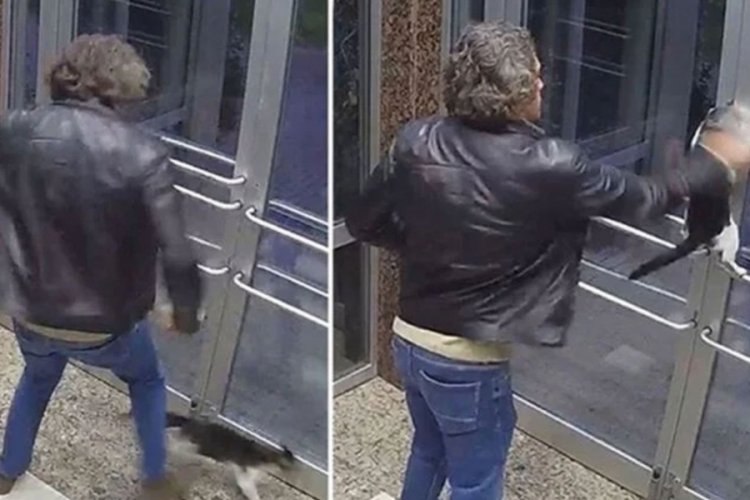 İstanbul'daki kedi d&uuml;şmanı tutuklandı