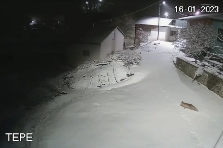 Elazığ'da a&ccedil; kalan tilki K&uuml;rek k&ouml;y&uuml;ne indi