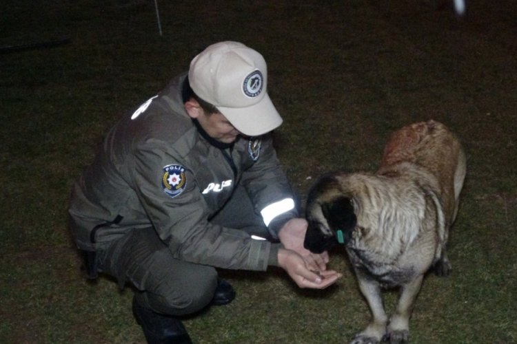 Uşak polisi yağışlı havada sokak hayvanlarını unutmadı