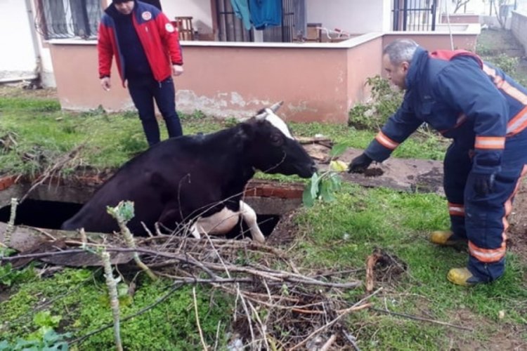 Sakarya'da &ccedil;ukura d&uuml;şen inek, lahana ile kurtarıldı