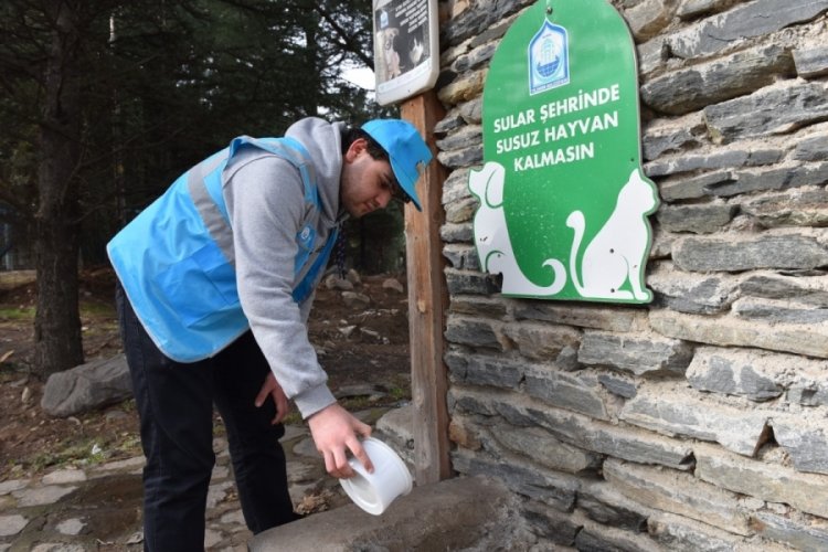 Bursa'da sokak hayvanlarına şefkat eli