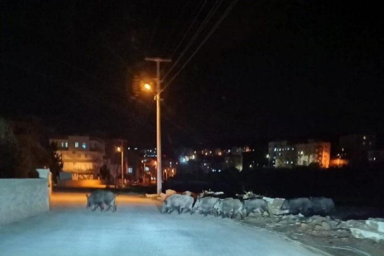 Mersin'de a&ccedil; kalan domuz s&uuml;r&uuml;leri şehir merkezine indi