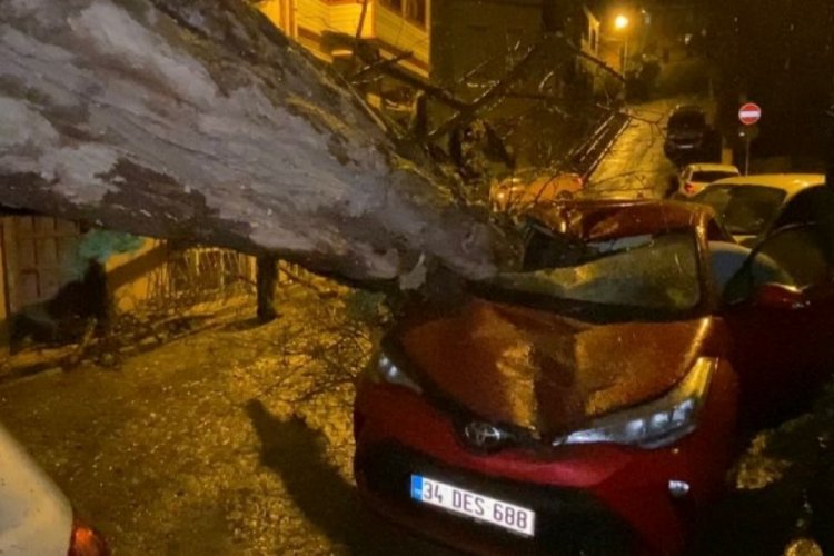 İstanbul &Uuml;sk&uuml;dar'da yarım asırlık ağa&ccedil; ara&ccedil;ların &uuml;zerine devrildi