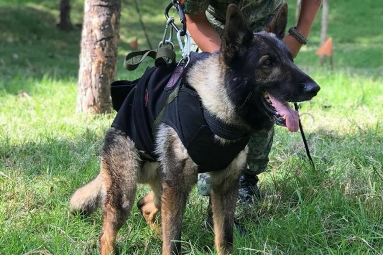 Meksika'dan gelen kurtarma k&ouml;peği "Proteo" hayatını kaybetti