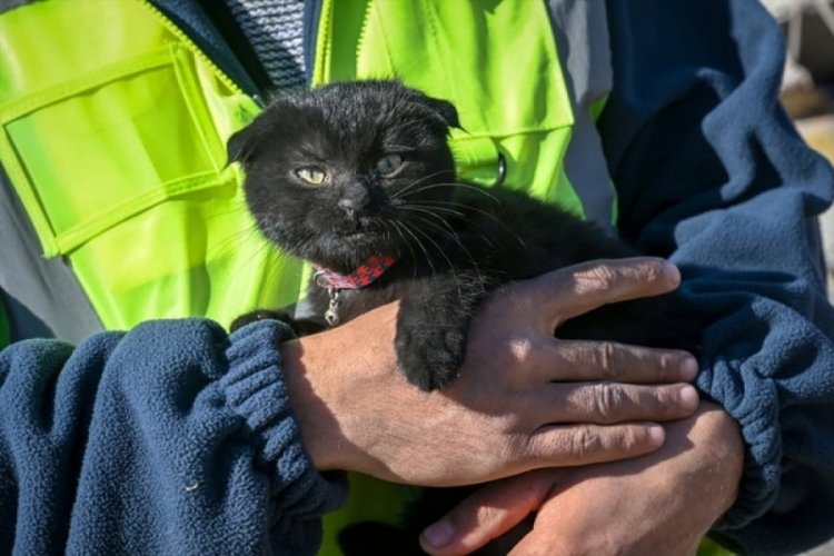 Adıyaman'da yavru kedi enkazdan &ccedil;ıkarıldı
