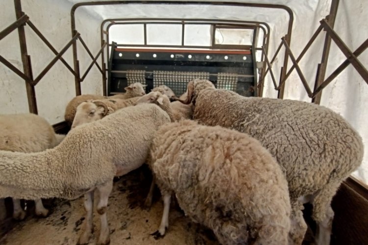 Deprem b&ouml;lgesine Bursa'dan 40 koyun gidecek
