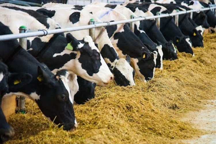 Deprem b&ouml;lgesindeki &uuml;reticiler i&ccedil;in hayvan yemi kampanyası başlatıldı