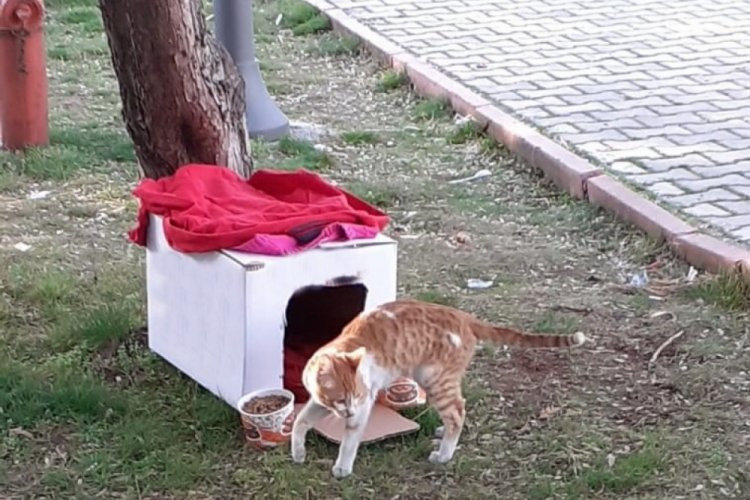 Deprem b&ouml;lgesindeki kediye ekipler sahip &ccedil;ıktı