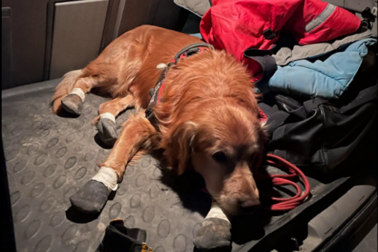 İsve&ccedil; ekibinin k&ouml;peği Killian, enkaz altından 17 kişinin hayatını kurtardı