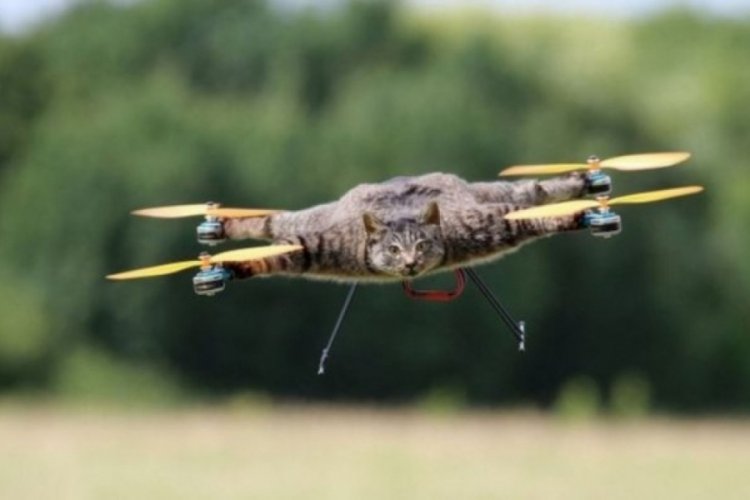 Bilim insanları, &ouml;l&uuml; kuşlardan drone yapıyor