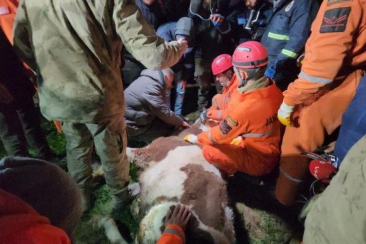 Sahibinin enkazda beslediği 'Bircan' enkazdan &ccedil;ıkarıldıktan sonra &ouml;ld&uuml;