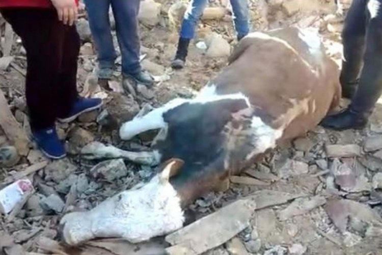 Enkaz altında mahsur kalan inek, 300 saat sonra kurtarıldı