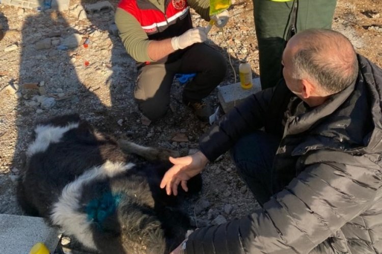 Adıyaman'da enkaz altında kalan 2 buzağı, 13'&uuml;nc&uuml; g&uuml;nde sağ olarak &ccedil;ıkarıldı