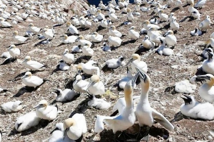 Kuş gribi kıtaları aştı 