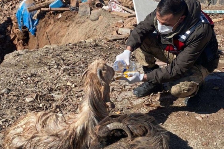 Depremin merkezi olan Pazarcık'ta 343 hayvan canlı kurtarıldı