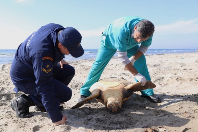 Tekirdağ sahilinde "caretta caretta" &ouml;l&uuml;s&uuml; bulundu
