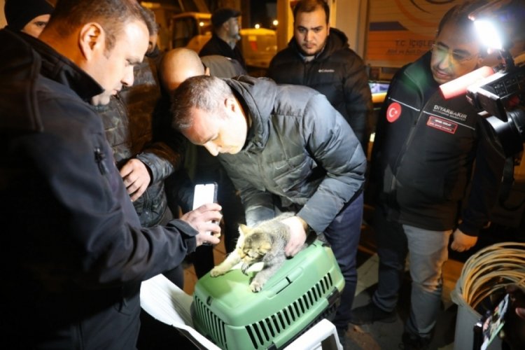 Diyarbakır'da "Zena" isimli kedi enkazdan kurtarıldı