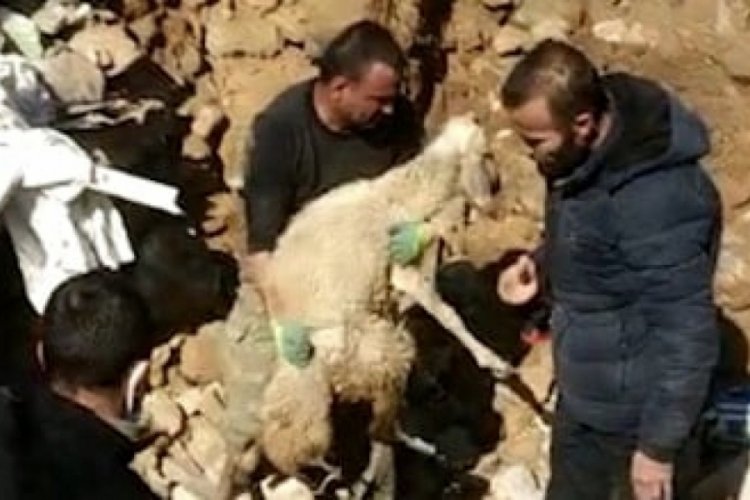 İki koyun depremin 17. g&uuml;n&uuml;nde canlı &ccedil;ıkarıldı