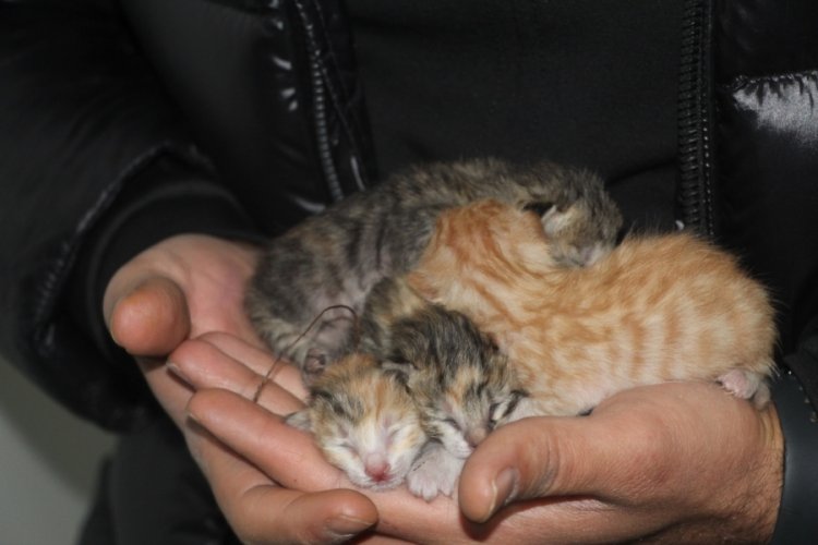 Depremde boşaltılan binada mahsur kalan kedi a&ccedil;lıktan yavrusunu yedi