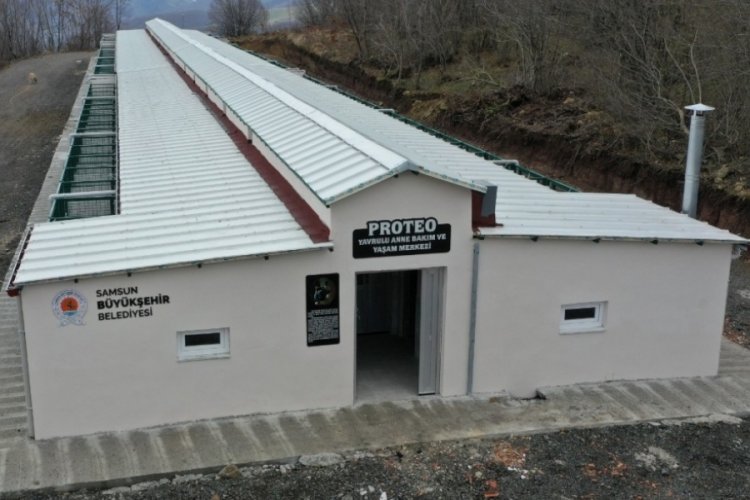 Proteo'nun ismi, yavrularla anılacak