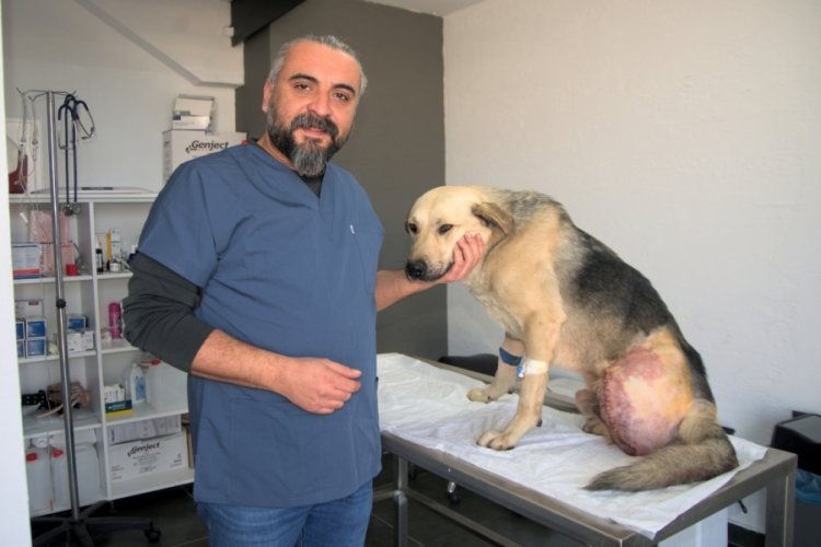 Hatay'da enkazdan kurtarılan k&ouml;peğin t&uuml;fekle vurulmuş olduğu belirlendi