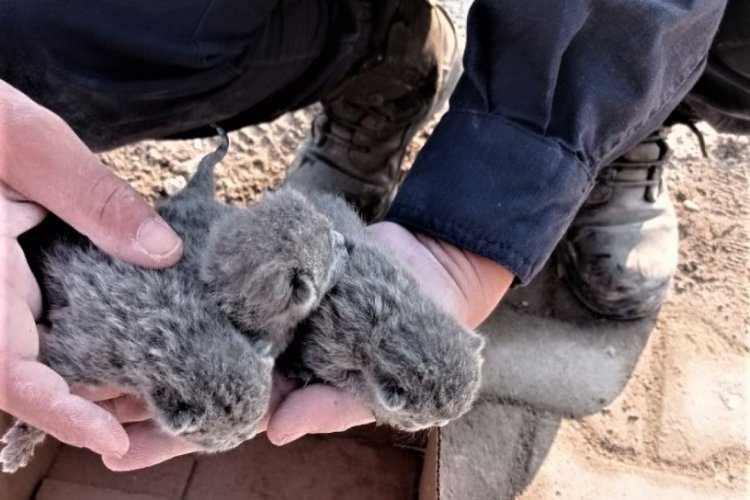 Osmaniye'de enkaz altından 5 yavru kedi kurtarıldı