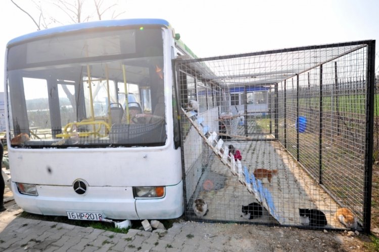 Bursa'da depremzede kediler, eski halk otob&uuml;s&uuml;nde korumaya alındı
