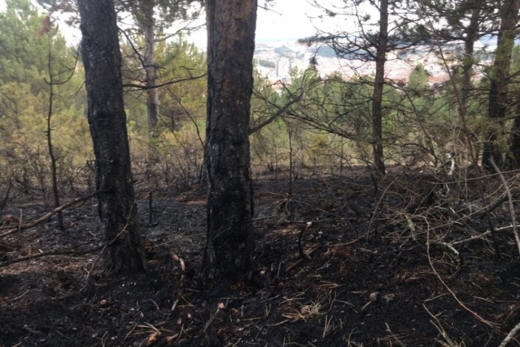 Kastamonu'da &ccedil;ıkan orman yangınında y&uuml;zlerce ağa&ccedil; k&uuml;le d&ouml;nd&uuml;