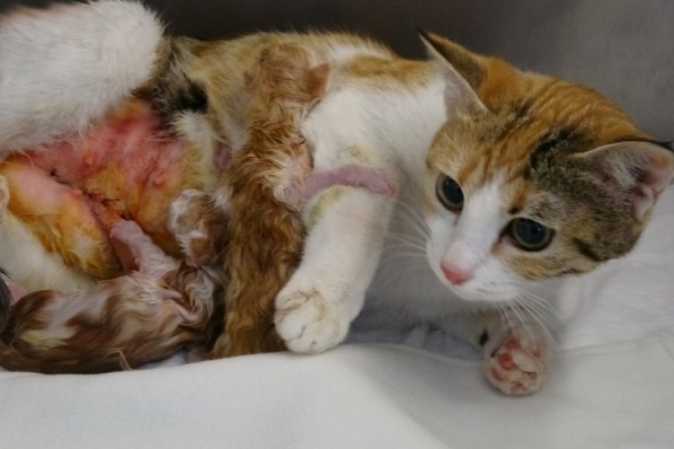 Depremden kurtulan kedi, sezaryenle yavrularını d&uuml;nyaya getirdi