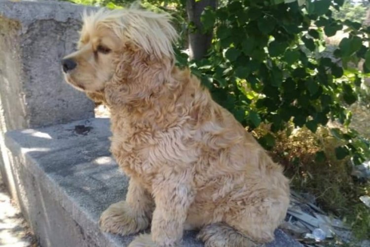 Bursa'da beş kez &ccedil;alınan k&ouml;peği, 6. kez &ccedil;aldılar