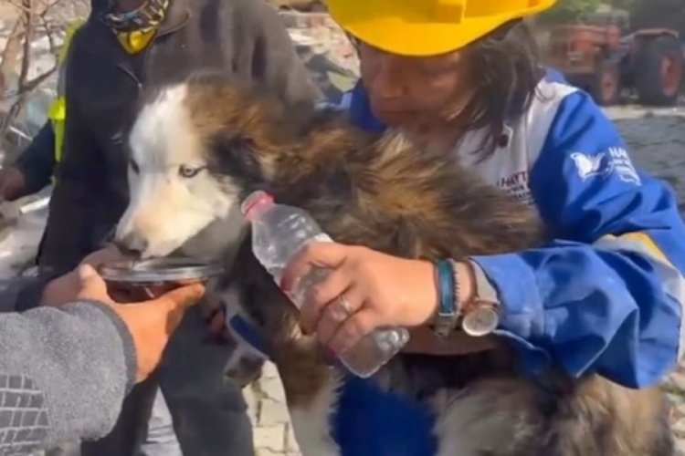 Hatay'da bir k&ouml;pek 23 g&uuml;n sonra enkazdan &ccedil;ıkarıldı