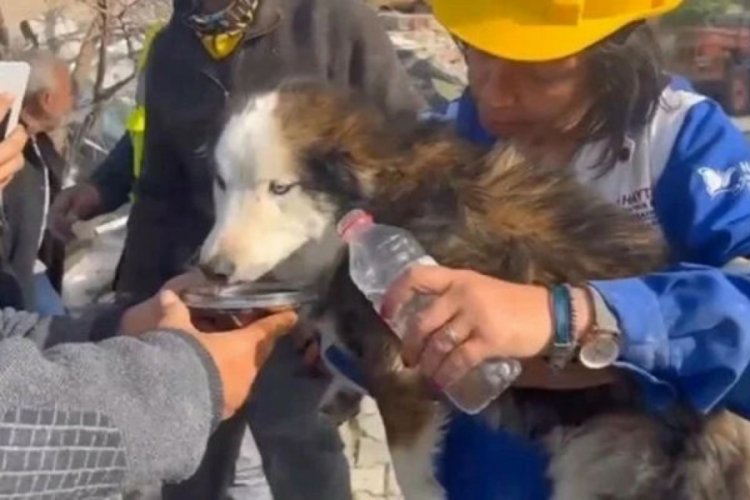 Hatay'da 23 g&uuml;n sonra enkazdan k&ouml;pek &ccedil;ıkarıldı