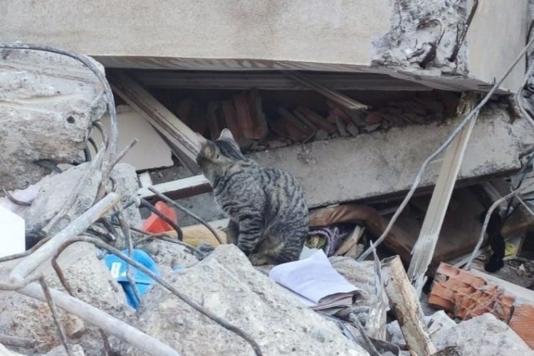 Adıyaman'da deprem sonrası kediler enkazı terk etmiyor