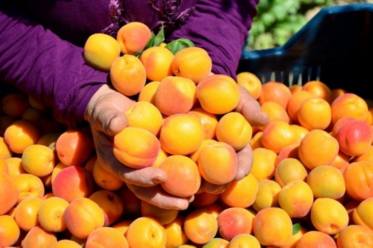 Depremin vurduğu Malatya'da kayısı endişesi