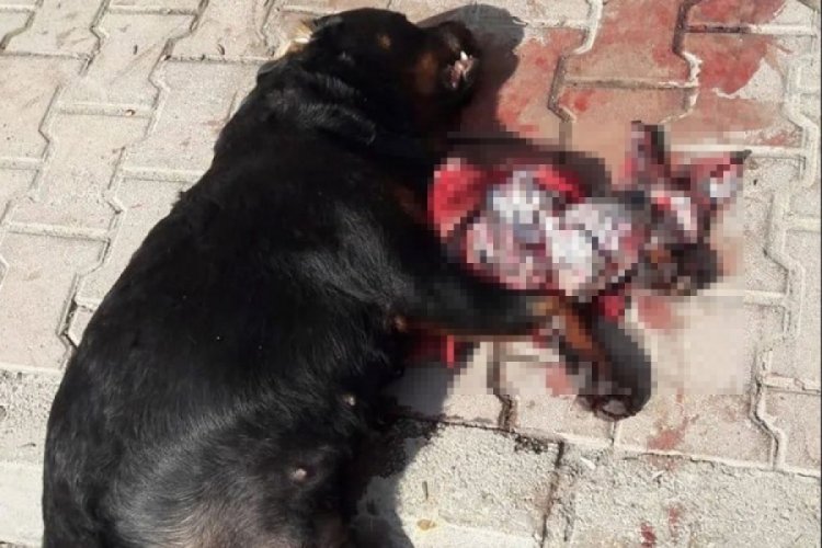 K&ouml;peği vicdansızca katlettiler! Pala ile saldırdılar...
