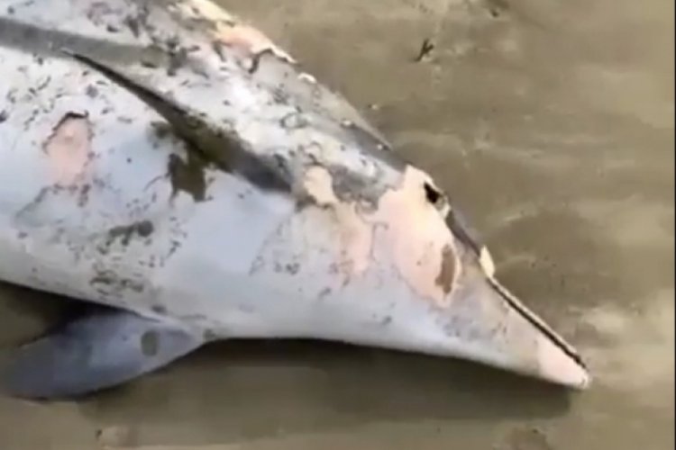 Saros K&ouml;rfezi'nde &ouml;l&uuml; yunus kıyıya vurdu