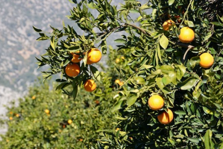 Depremin vurduğu kentlere hasat uyarısı
