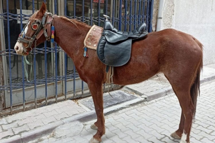 Konya'da sarhoş bir şekilde ata binip gezintiye &ccedil;ıkan şahıs, ortalığı birbirine kattı