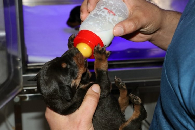 Hatay'da bir k&ouml;pek depremin 29. g&uuml;n&uuml;nde yavrularıyla sağ kurtarıldı