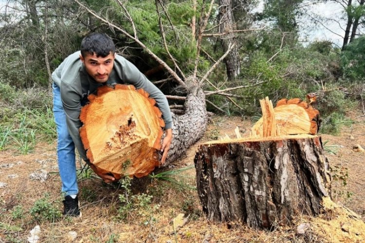 Antalya'da yarım asırlık ağa&ccedil;ları kesip ka&ccedil;tılar