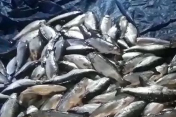 Trabzon'da kafesi yırtılan somonlar denize yayıldı