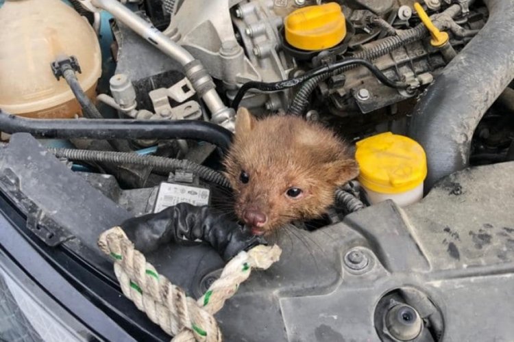 Sinop'ta otomobilin motor b&ouml;l&uuml;m&uuml;nde sıkışan sansar kurtarıldı