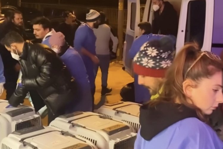 Antakya'dan getirilen hayvanlar farklı kliniklerde tedavi ediliyor
