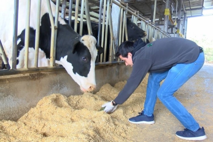 BU&Uuml; &Ouml;ğretim &Uuml;yesi Kara, azolla bitkisini kontroll&uuml; bir şekilde yetiştiriyor